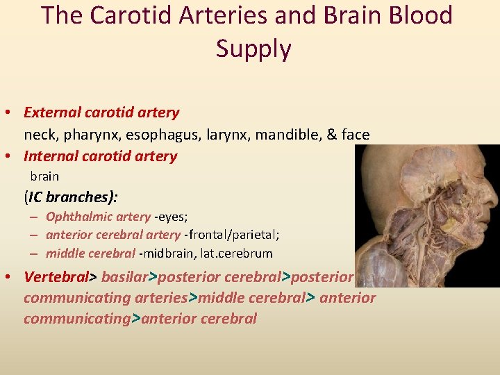 The Carotid Arteries and Brain Blood Supply • External carotid artery neck, pharynx, esophagus,