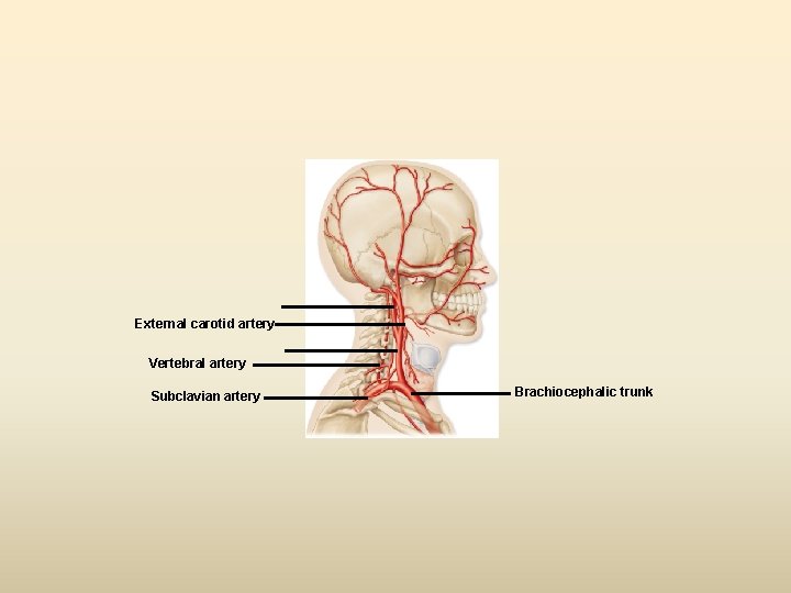 External carotid artery Vertebral artery Subclavian artery Brachiocephalic trunk 