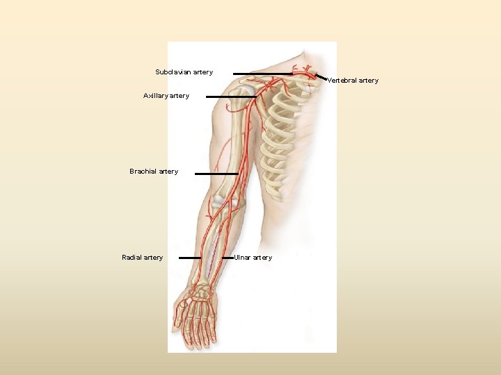 Subclavian artery Vertebral artery Axillary artery Brachial artery Radial artery Ulnar artery 