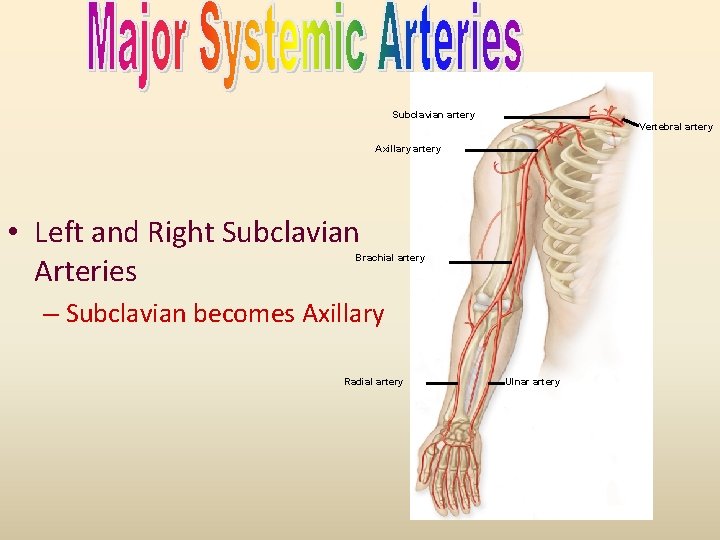 Subclavian artery Vertebral artery Axillary artery • Left and Right Subclavian Arteries Brachial artery