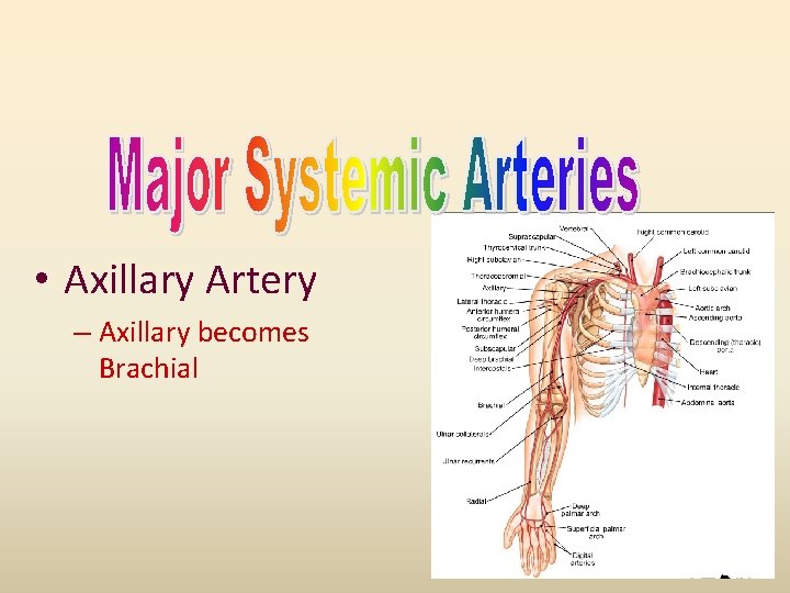  • Axillary Artery – Axillary becomes Brachial 