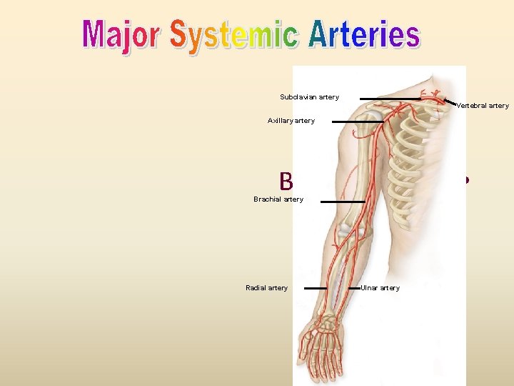 Subclavian artery Vertebral artery Axillary artery Brachial Artery • Brachial artery Radial Artery –