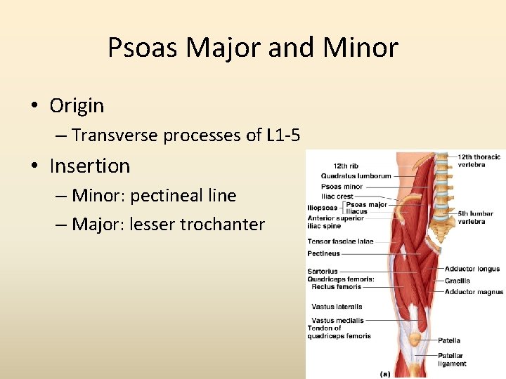 Psoas Major and Minor • Origin – Transverse processes of L 1 -5 •