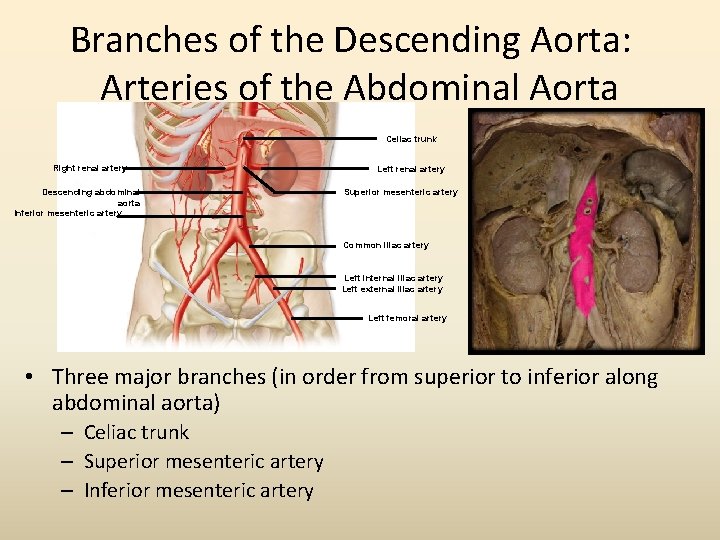 Branches of the Descending Aorta: Arteries of the Abdominal Aorta Celiac trunk Right renal