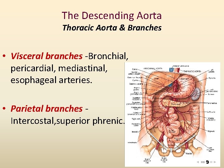 The Descending Aorta Thoracic Aorta & Branches • Visceral branches -Bronchial, pericardial, mediastinal, esophageal