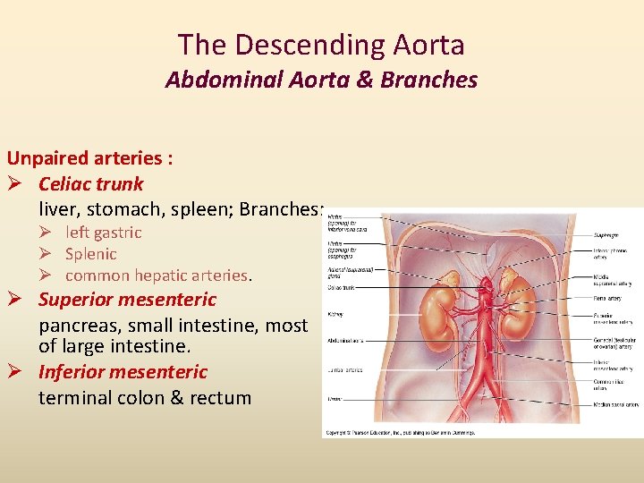 The Descending Aorta Abdominal Aorta & Branches Unpaired arteries : Ø Celiac trunk liver,