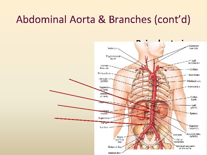 Abdominal Aorta & Branches (cont’d) Paired arteries: Inferior phrenic Ø Suprarenal Ø Renal Ø