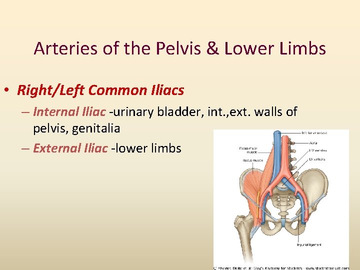 Arteries of the Pelvis & Lower Limbs • Right/Left Common Iliacs – Internal Iliac