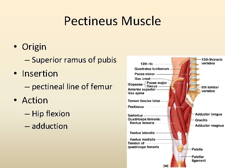 Pectineus Muscle • Origin – Superior ramus of pubis • Insertion – pectineal line