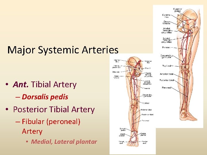 Major Systemic Arteries • Ant. Tibial Artery – Dorsalis pedis • Posterior Tibial Artery