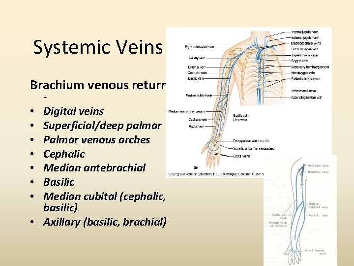 Systemic Veins Brachium venous return • • Digital veins Superficial/deep palmar Palmar venous arches