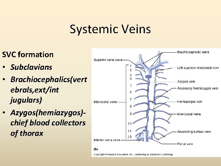 Systemic Veins SVC formation • Subclavians • Brachiocephalics(vert ebrals, ext/int jugulars) • Azygos(hemiazygos)chief blood