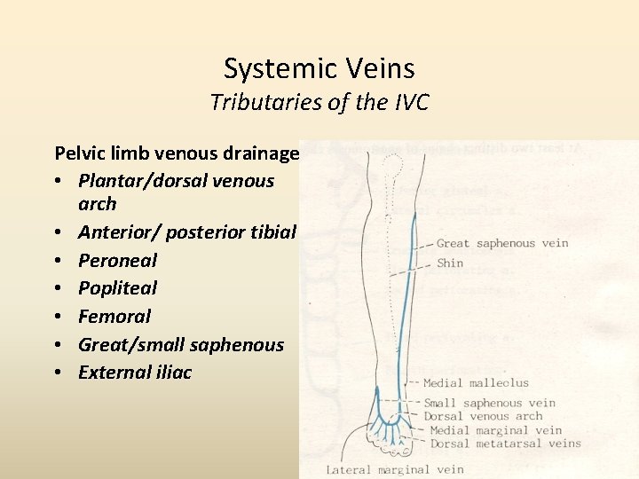 Systemic Veins Tributaries of the IVC Pelvic limb venous drainage • Plantar/dorsal venous arch