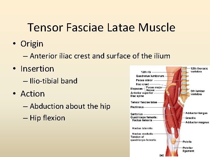 Tensor Fasciae Latae Muscle • Origin – Anterior iliac crest and surface of the