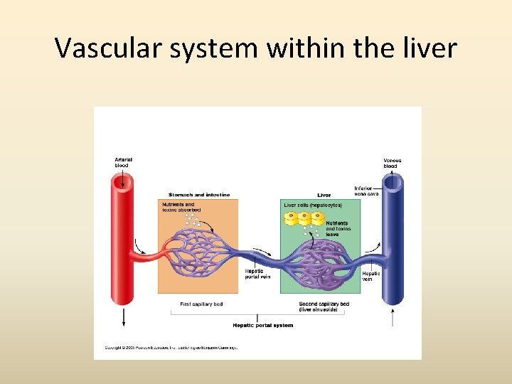 Vascular system within the liver 