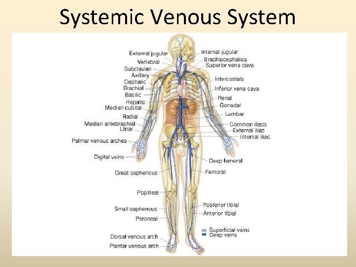 Systemic Venous System 