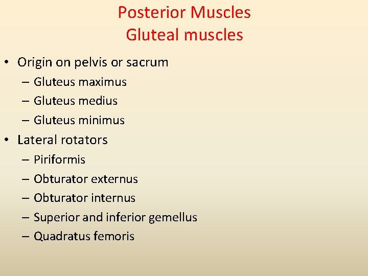 Posterior Muscles Gluteal muscles • Origin on pelvis or sacrum – Gluteus maximus –