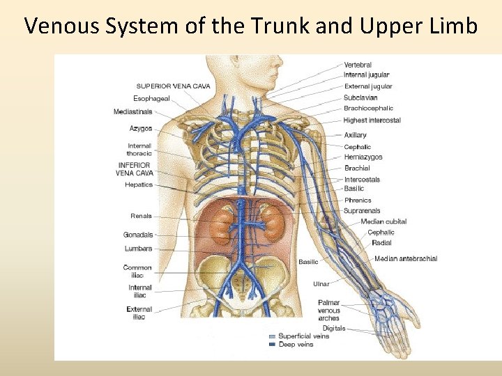 Venous System of the Trunk and Upper Limb 