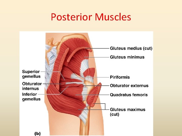 Posterior Muscles 