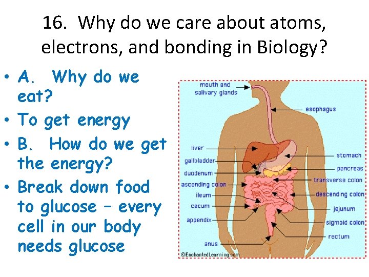 16. Why do we care about atoms, electrons, and bonding in Biology? • A.