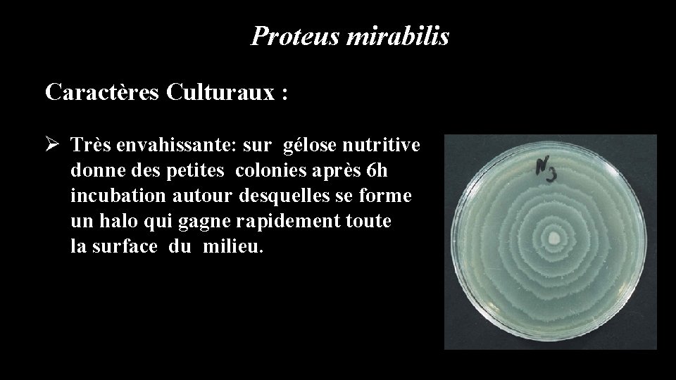 Proteus mirabilis Caractères Culturaux : Ø Très envahissante: sur gélose nutritive donne des petites