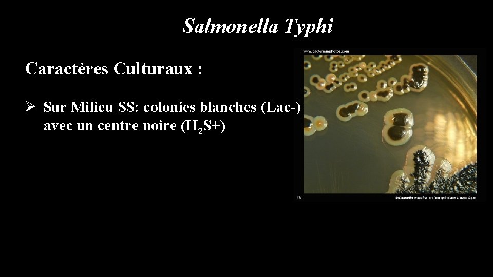 Salmonella Typhi Caractères Culturaux : Ø Sur Milieu SS: colonies blanches (Lac-) avec un