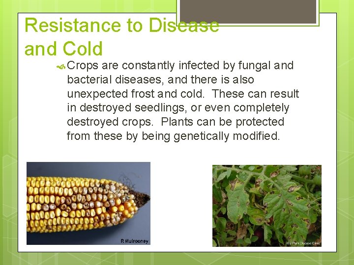 Resistance to Disease and Cold Crops are constantly infected by fungal and bacterial diseases,