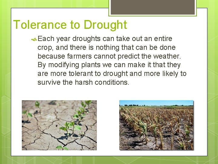 Tolerance to Drought Each year droughts can take out an entire crop, and there
