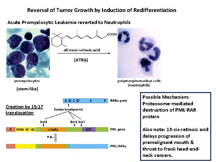 Figure 16 45 a The Biology of Cancer - Adrenal Radicals Leukemia Cancer Cells