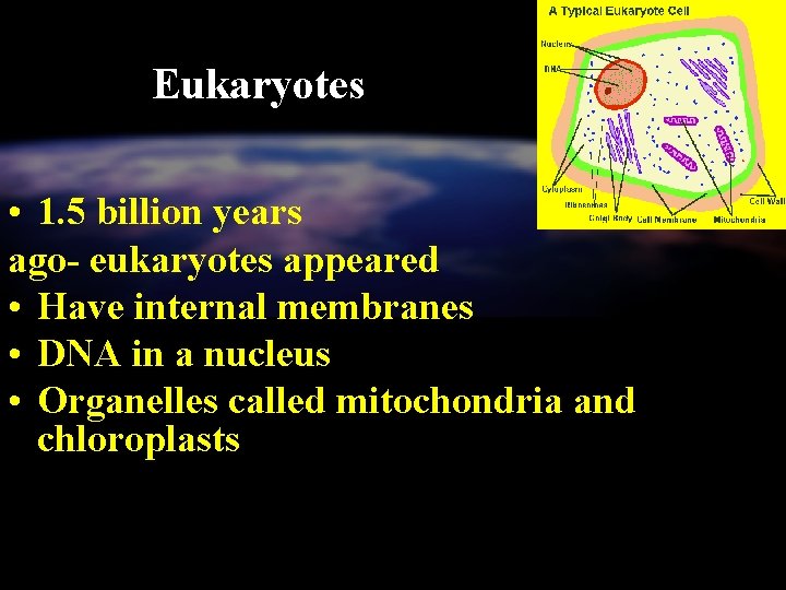 Eukaryotes • 1. 5 billion years ago- eukaryotes appeared • Have internal membranes •