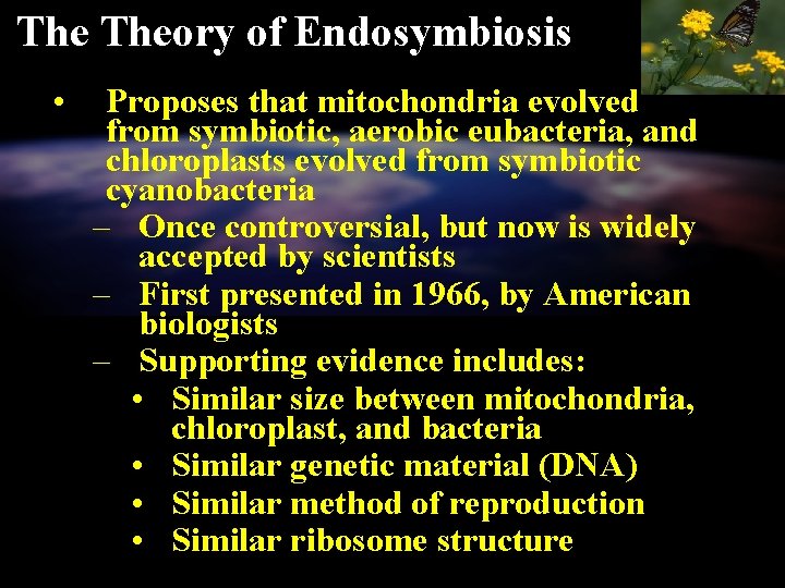 The Theory of Endosymbiosis • Proposes that mitochondria evolved from symbiotic, aerobic eubacteria, and