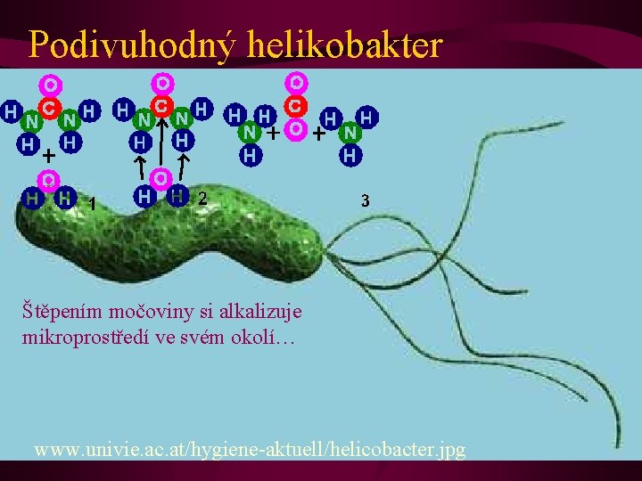 Podivuhodný helikobakter Štěpením močoviny si alkalizuje mikroprostředí ve svém okolí… www. univie. ac. at/hygiene-aktuell/helicobacter.