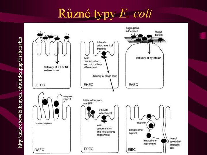 http: //microbewiki. kenyon. edu/index. php/Escherichia Různé typy E. coli 