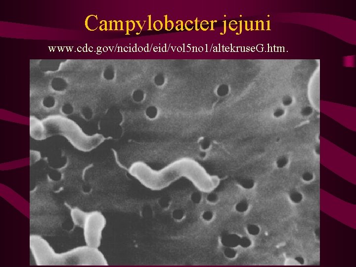 Campylobacter jejuni www. cdc. gov/ncidod/eid/vol 5 no 1/altekruse. G. htm. 