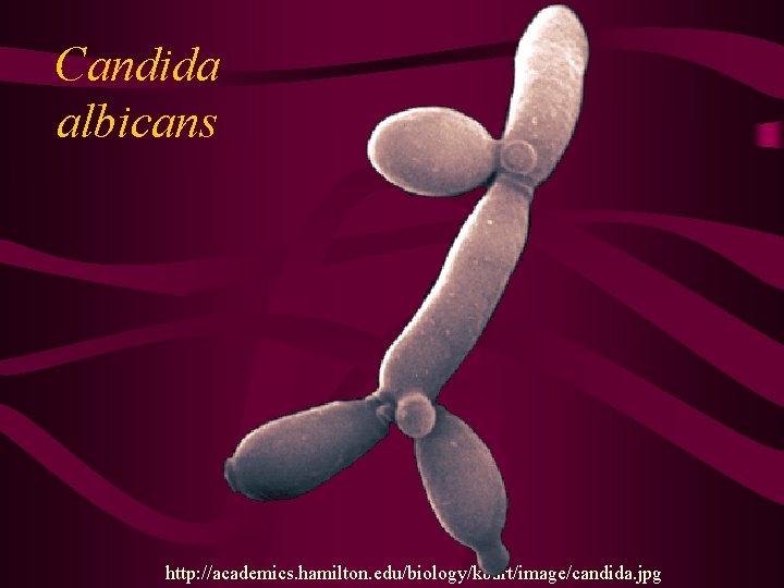 Candida albicans http: //academics. hamilton. edu/biology/kbart/image/candida. jpg 