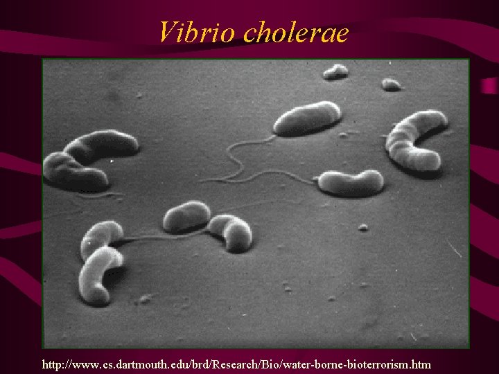 Vibrio cholerae http: //www. cs. dartmouth. edu/brd/Research/Bio/water-borne-bioterrorism. htm 