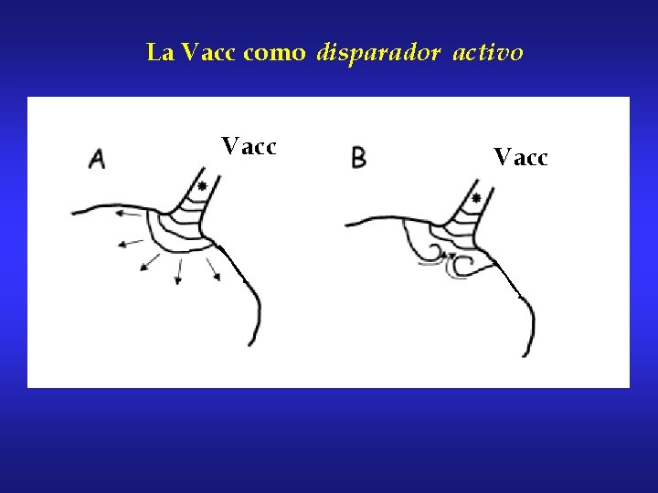 La Vacc como disparador activo Vacc 