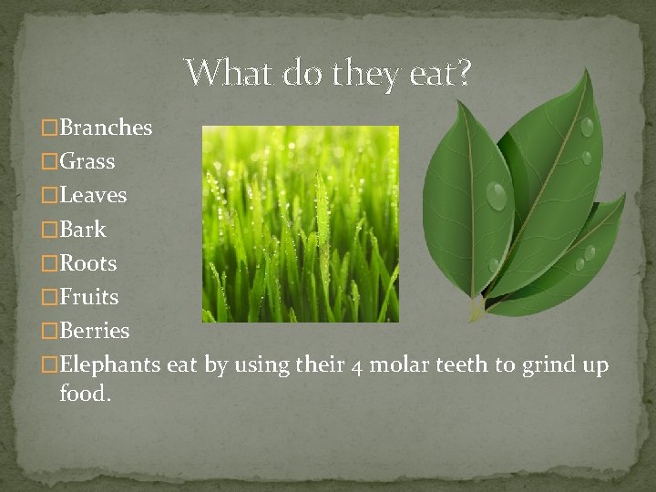 Elephants What do they eat Branches Grass Leaves