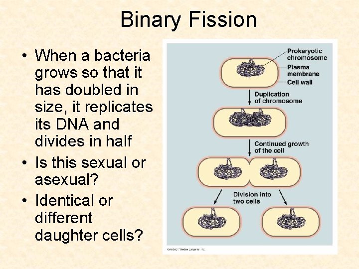 Binary Fission • When a bacteria grows so that it has doubled in size,