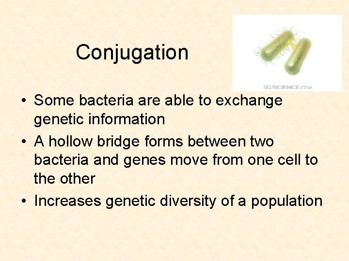 Conjugation • Some bacteria are able to exchange genetic information • A hollow bridge
