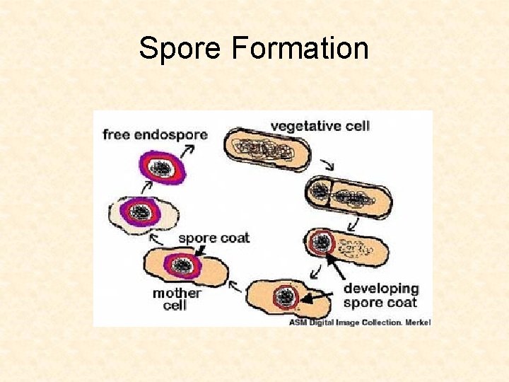 Spore Formation 