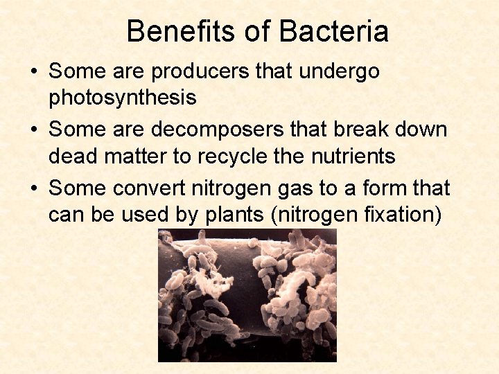 Benefits of Bacteria • Some are producers that undergo photosynthesis • Some are decomposers