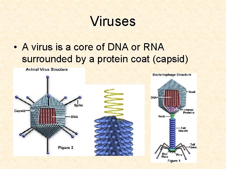 Viruses • A virus is a core of DNA or RNA surrounded by a