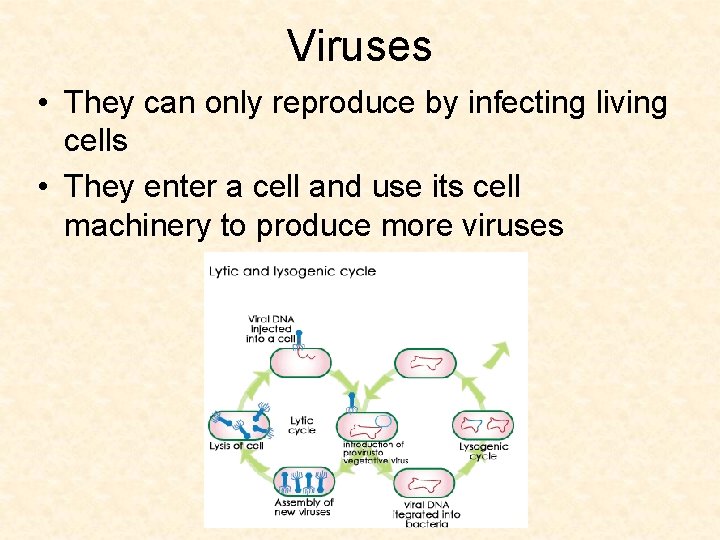 Viruses • They can only reproduce by infecting living cells • They enter a