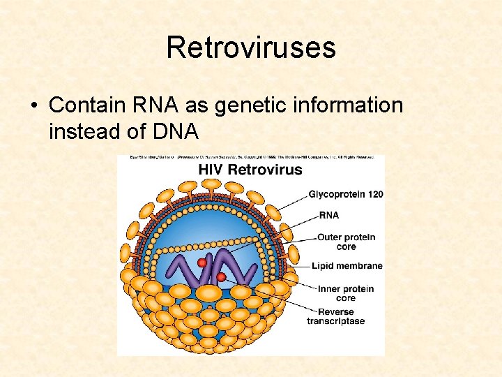 Retroviruses • Contain RNA as genetic information instead of DNA 