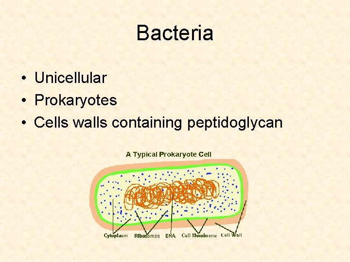 Bacteria • Unicellular • Prokaryotes • Cells walls containing peptidoglycan 