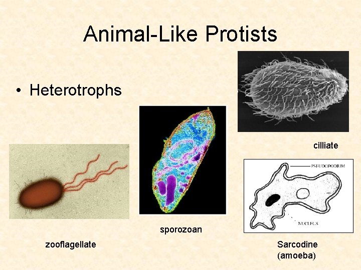 Animal-Like Protists • Heterotrophs cilliate sporozoan zooflagellate Sarcodine (amoeba) 