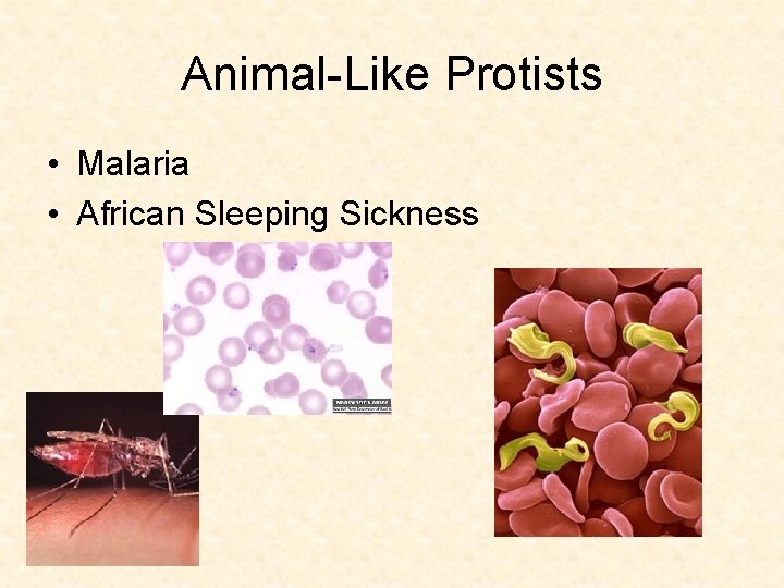 Animal-Like Protists • Malaria • African Sleeping Sickness 