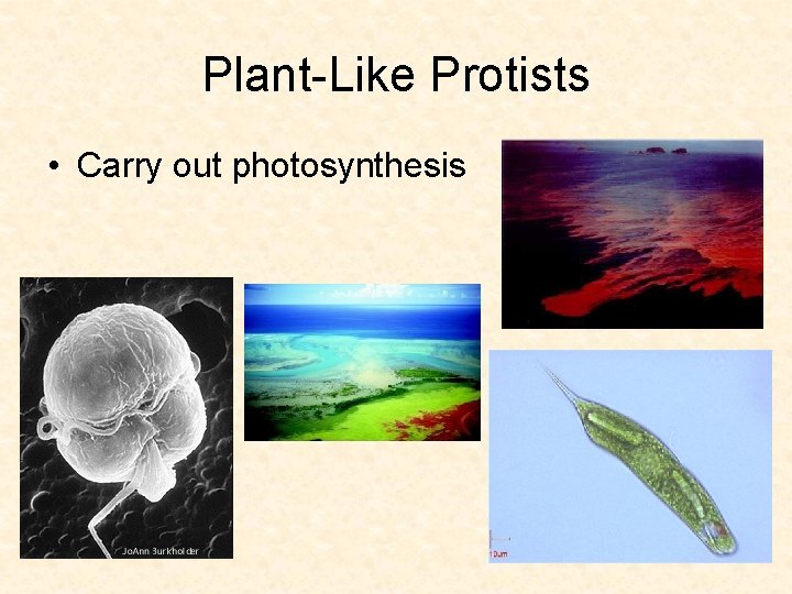 Plant-Like Protists • Carry out photosynthesis 