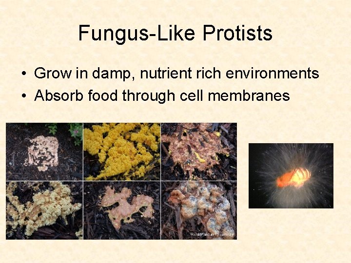 Fungus-Like Protists • Grow in damp, nutrient rich environments • Absorb food through cell